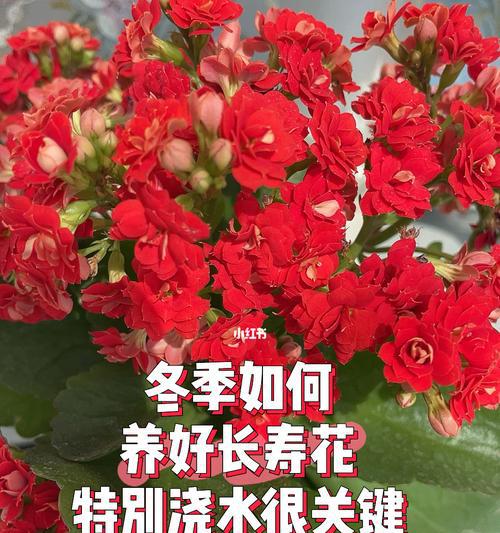 冬季长寿花的养护方法（为您分享长寿花在寒冷冬季的管理技巧）  第3张